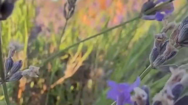 Vignette vidéo